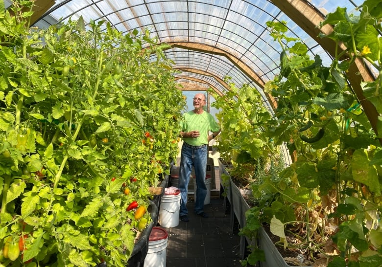 A man stands in a greenhouse in the middle of two rows of planters, whose plants are lush and nearly reaching the roof.