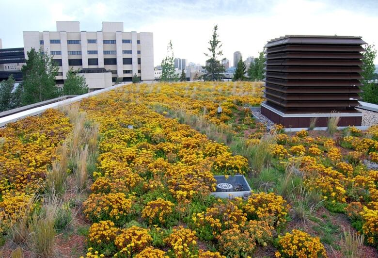 Yellow-orange blossoms blanket the roof of a building.