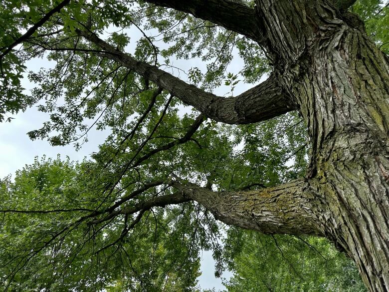 A large, leafy tree with a thick trunk and heavy branches.