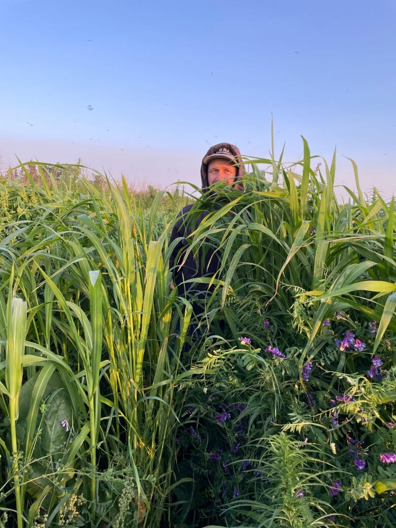 Raymond Chittick, a farmer near Mayerthorpe, Alta., stands in his field, where the crops grow taller than him. 