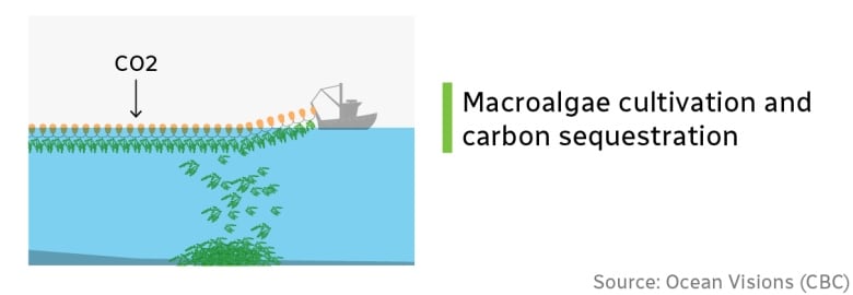 A graphic showing a boat towing a line with seaweed attached that is falling to the sea floor.