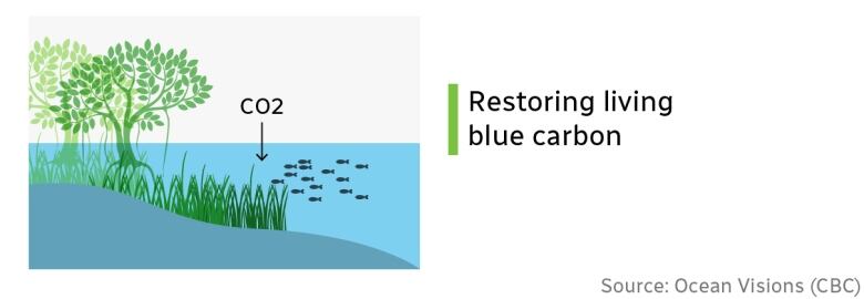 A coastal ecosystem with a mangrove and seagrasses, with fish.