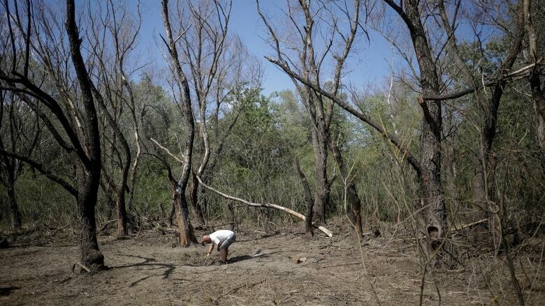 A man standing in a forest looks at a crater in the dirt.