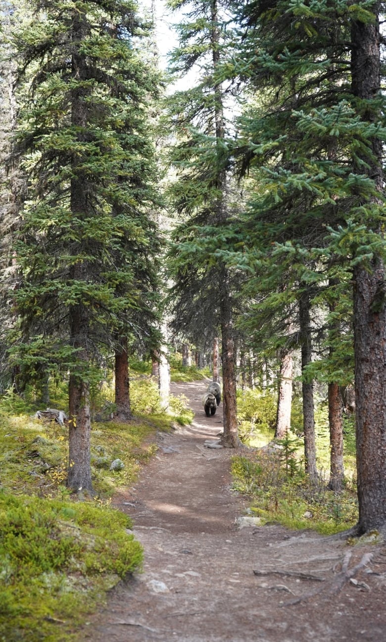 Two large grizzly bears walk on a path in the woods.