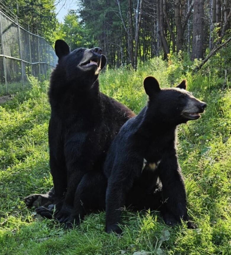 two bears