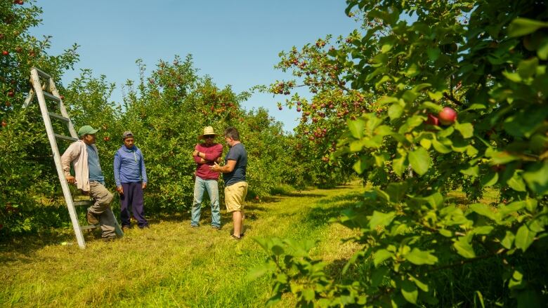 Four men talk in an apple orchard.