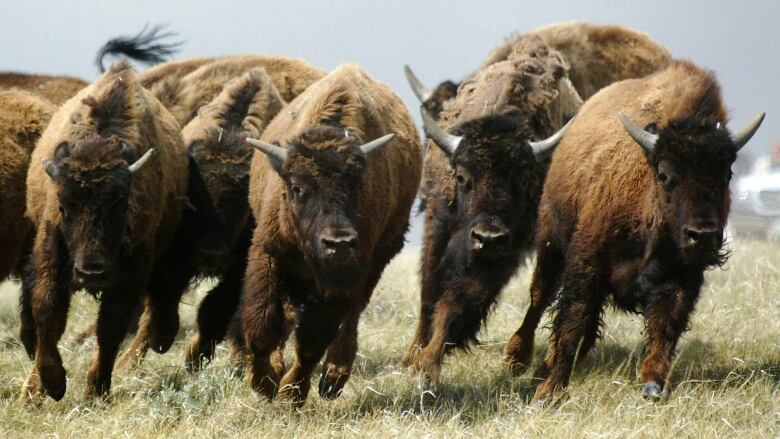 Purebred plains bison run through the prairie grasses near Eastend, Saskatchewan.