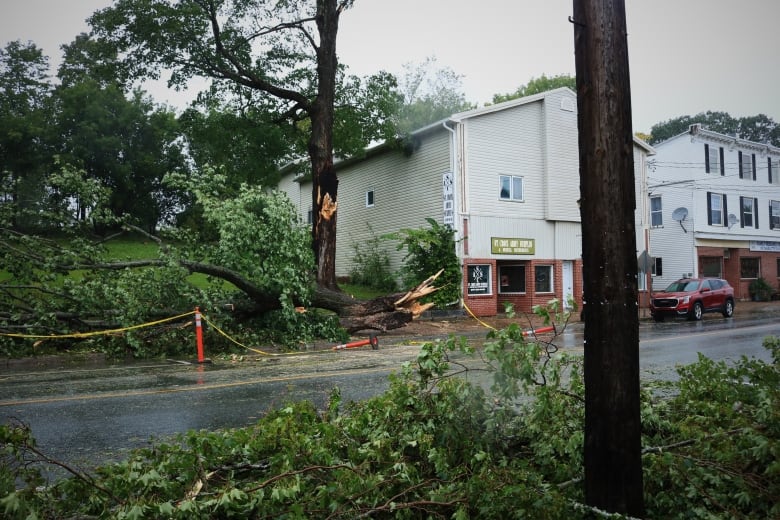 A snapped maple tree