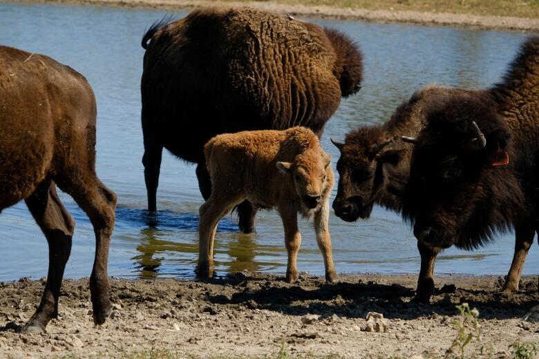 A young bison calf stands in a pond with its herd at Bull Hollow, Oklahoma.