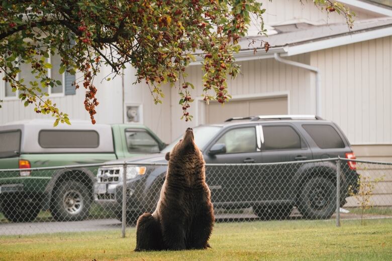 A grizzly bear is in a grassy yard with a house's front door and vintage post box behind it, and leaves of a tree in the foreground.