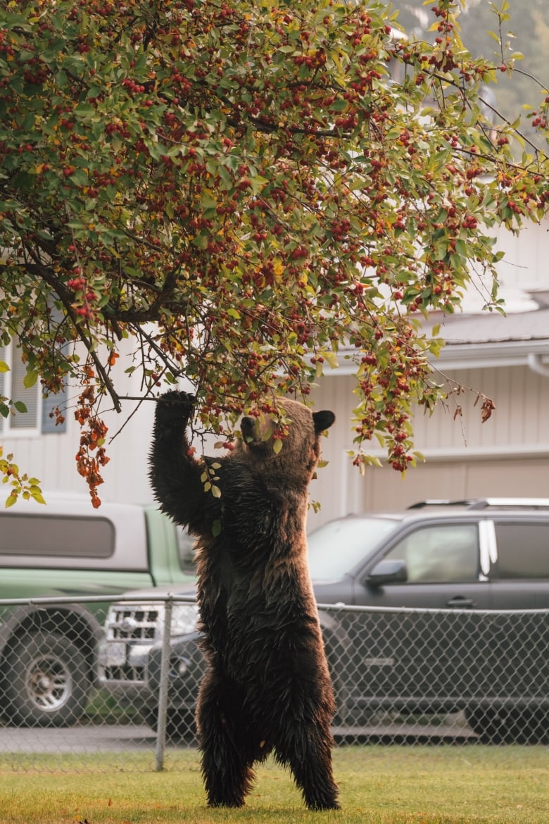 A grizzly bear eats crabapples from an ornamental tree in a city.