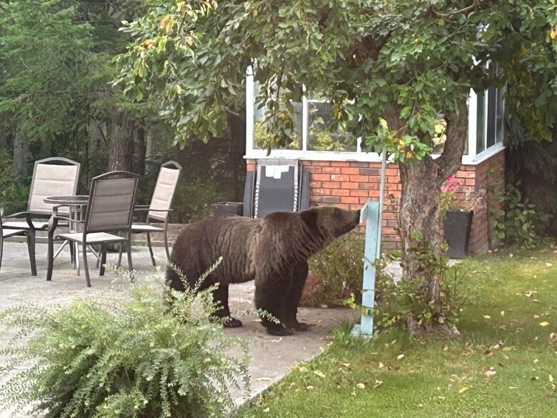 A grizzly bear.