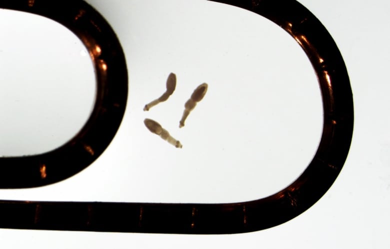 Tiny worms shown for scale inside a paperclip