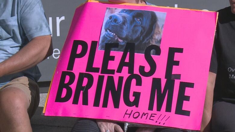 A fuscia poster board with a picture of a black dog with text that says 