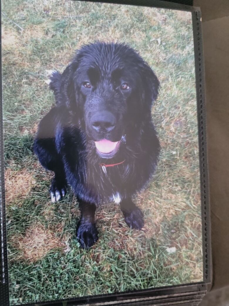 A portrait of a Newfoundland dog in a frame.