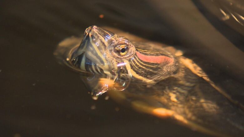 A red-eared slider peeking out of the water.