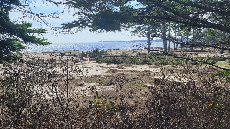 Picture of a beach and water with some fallen trees.