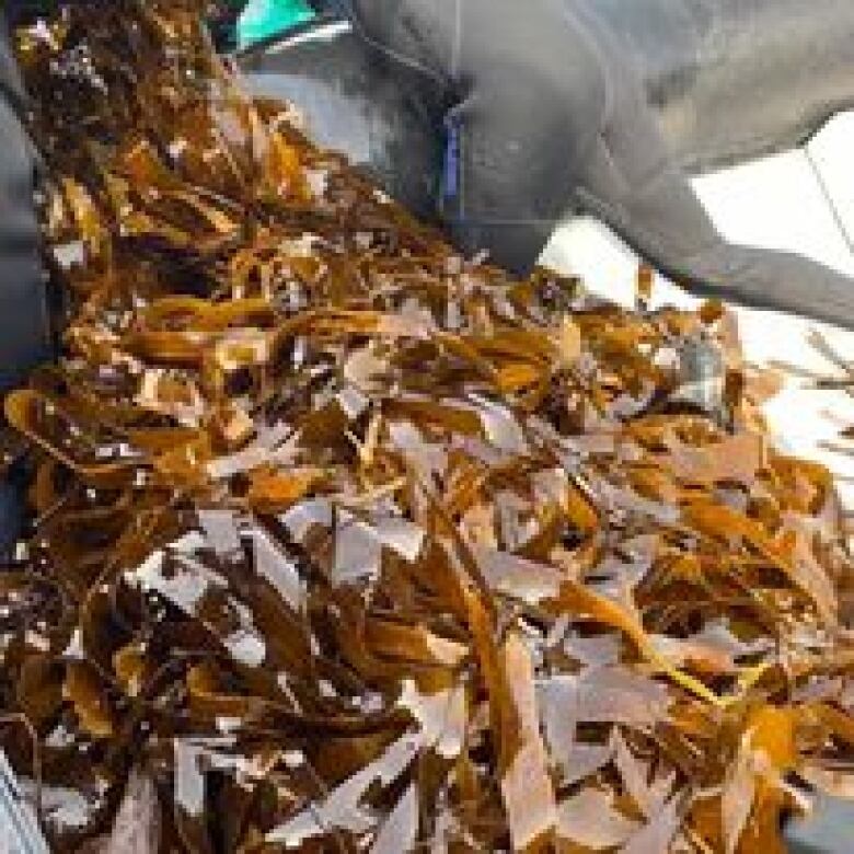 Kelp being farmed by a person in a wetsuit.