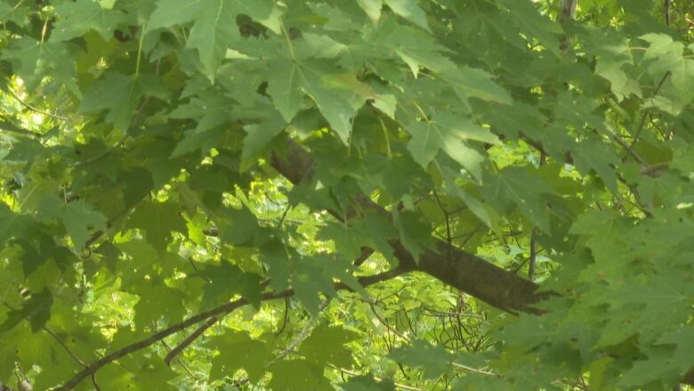 A close view of the leafy branches of a maple tree on a summer day.