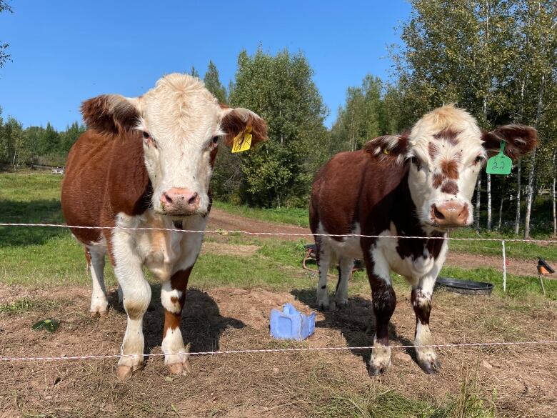 Two cows in front of a fence 