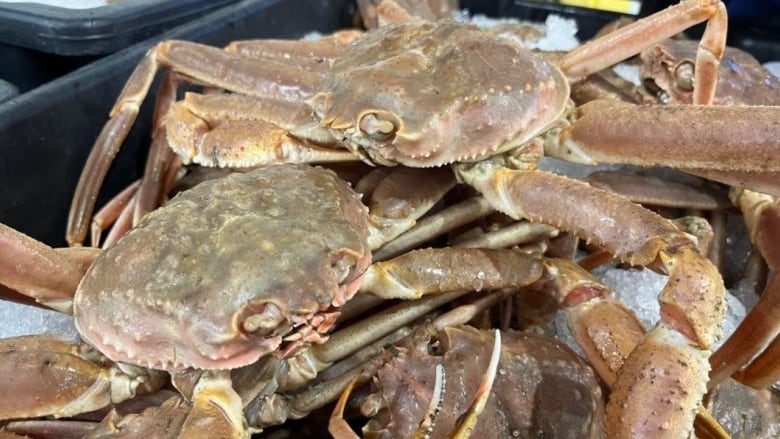 A plastic bin full of large brown crabs.