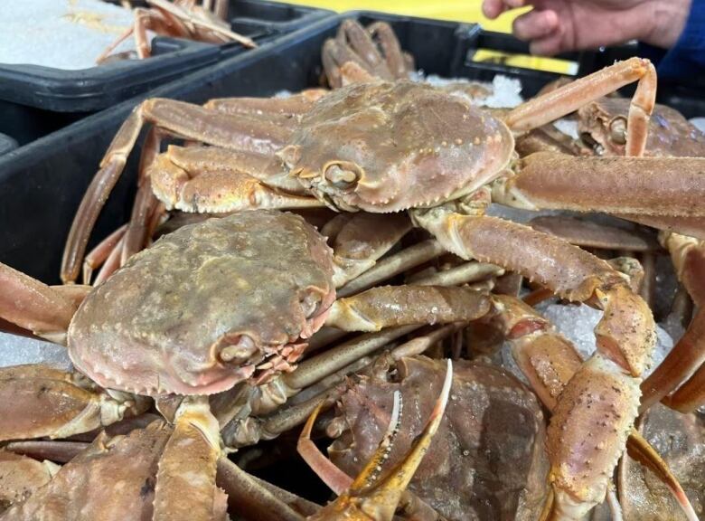 A plastic bin full of large brown crabs.