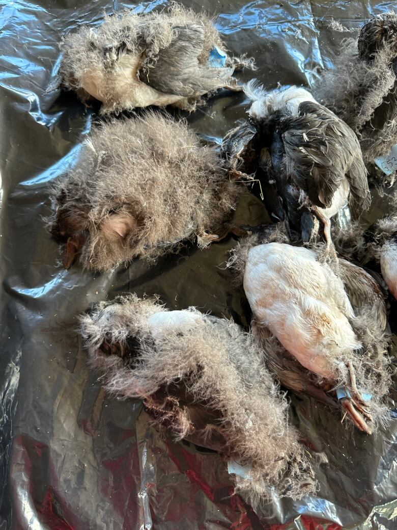 Five dead grey, black and white birds lie on a plastic sheet.