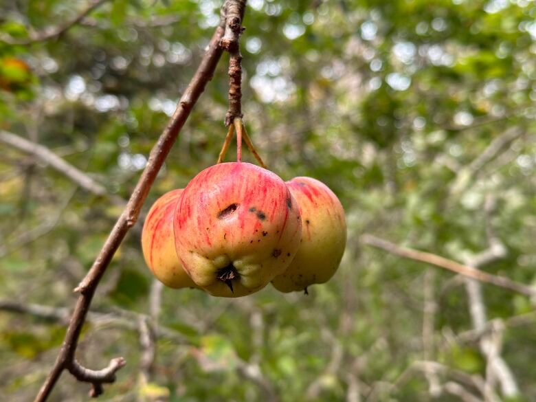 Three apples are shown hanging from a branch.