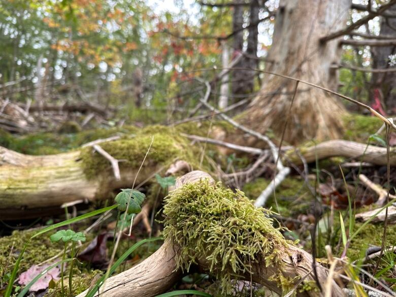 Plants and old tree roots are shown.