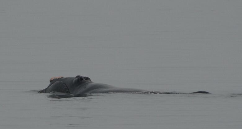 Whale emerges from water