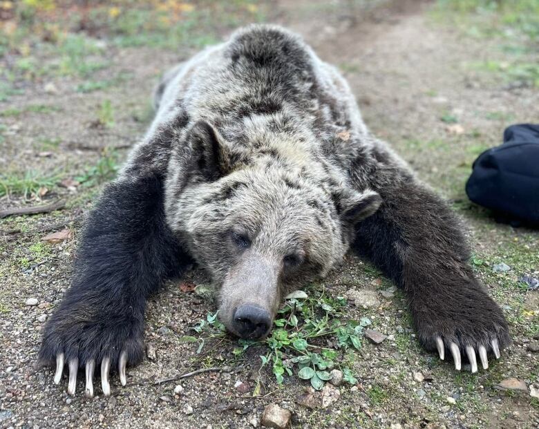 A female grizzly lay sedated on the ground.