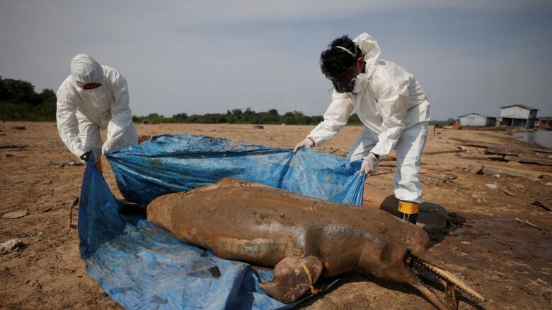 Two people in white suits and masks use a blue tarp to cover a dolphin washed ashore.