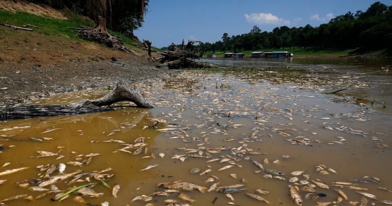 Thousands of dead fish float in a brown river.