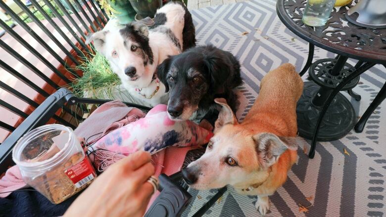 Three dogs are sitting beside each other, gazing up at a hand. 