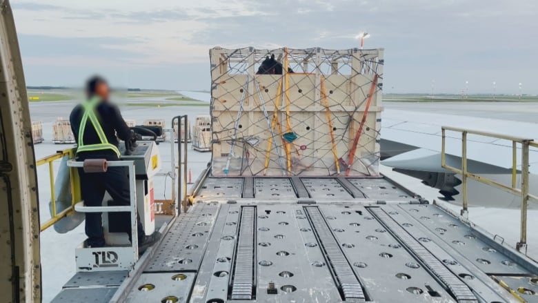 Horses in crates are loaded onto a cargo plane in Winnipeg, bound for Japan.