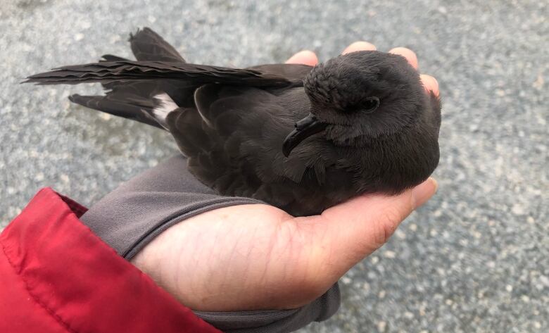 Small black bird in the palm of the hand.