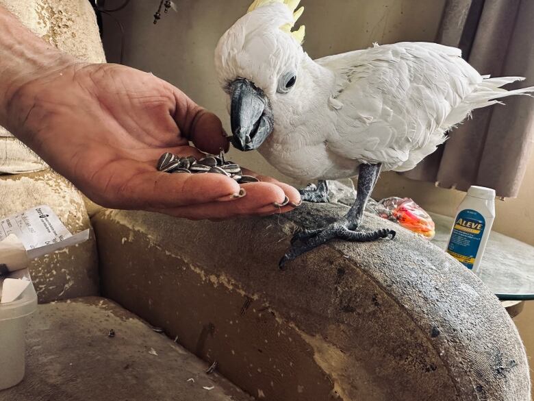 Hedden's parrot eating seeds from his hand.