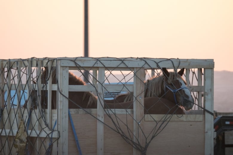 The Canadian Horse Defence Coalition