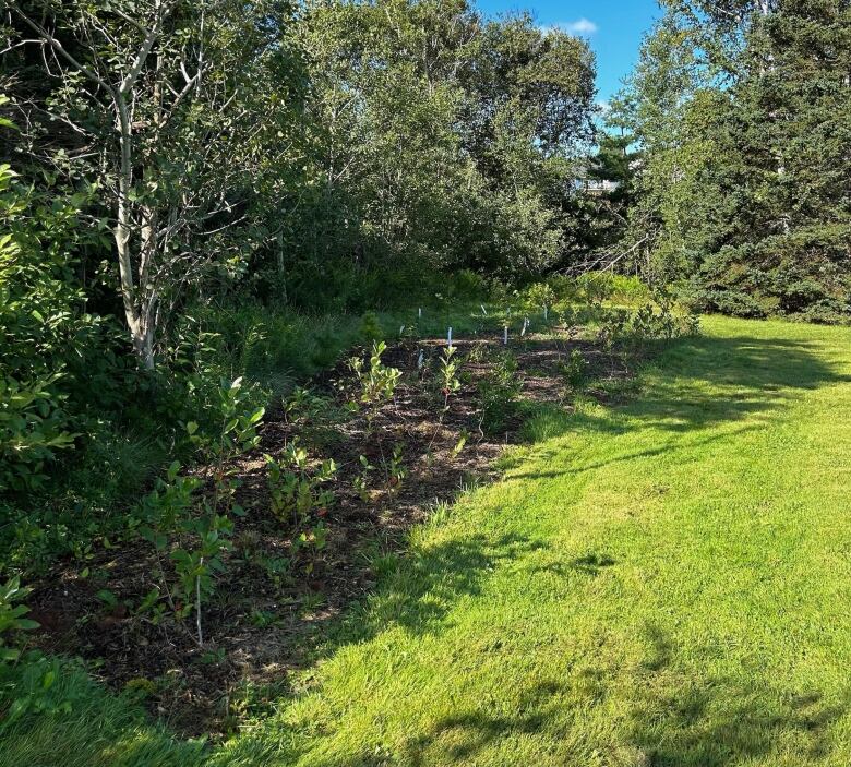 Shrubs and trees planted in a small area 