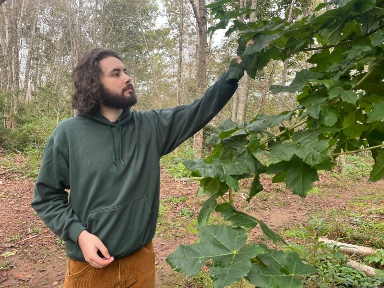 A man looks at a green leaf on a maple tree in a park 