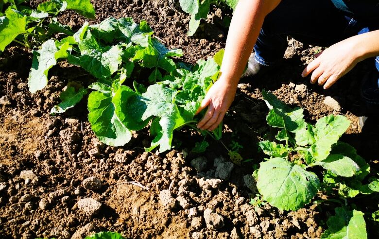 A farmer checks on the condition of her rutabagas