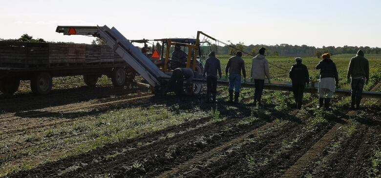 Workers prepare to harvest spinach