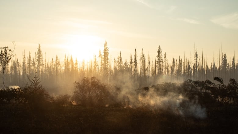 A spindly forest is backlit by the sun as clouds of smoke hover near the ground