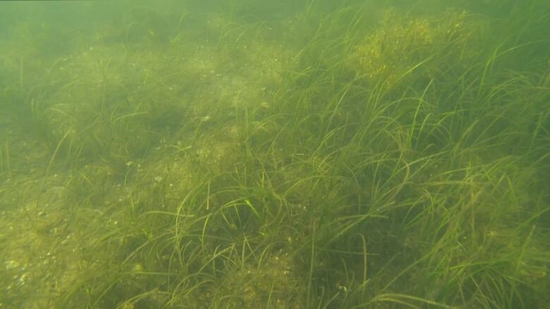 long stems of grass under water