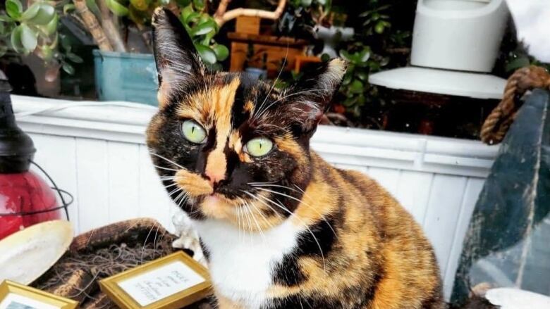 A bright-eyed Calico cat sitting atop a tape with small framed pictures around her.