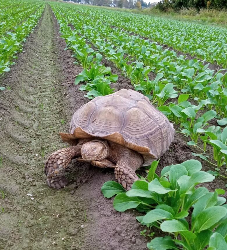 a Salcata tortoise is seen in a spinach field.