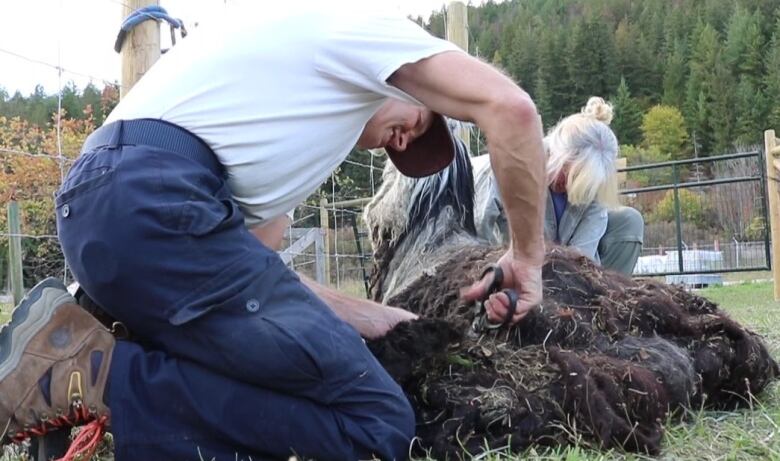 A man and a woman chipping away an alpaca's fleece with a scissor 