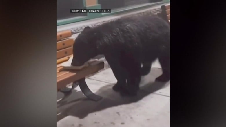 A screen grab from a TikTok video posted to the platform on Monday, Oct. 16, 2023 showing a black bear in Whistler, B.C., eating from a take-out container on a bench in the municipality.