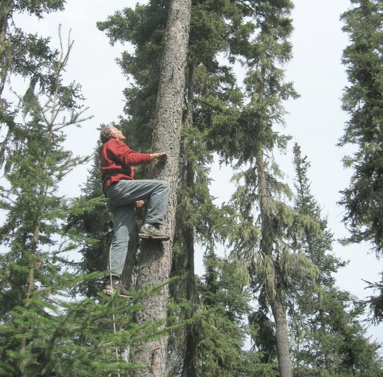 A man with a red shirt and grey pants climbs the side of a tall tree in a forest.