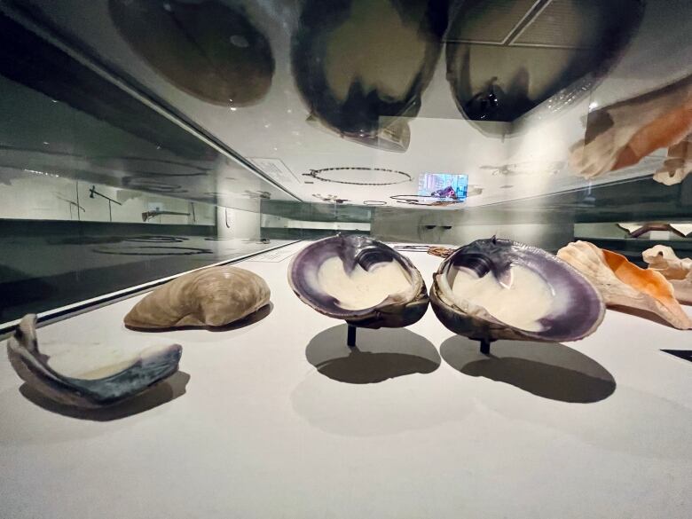 Shells sitting in a glass case